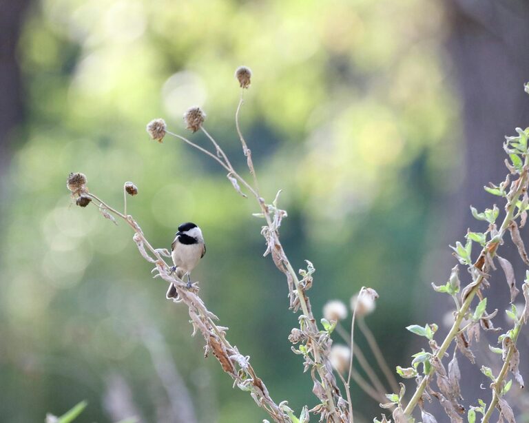 Početnički saveti za posmatranje ptica u dvorištu